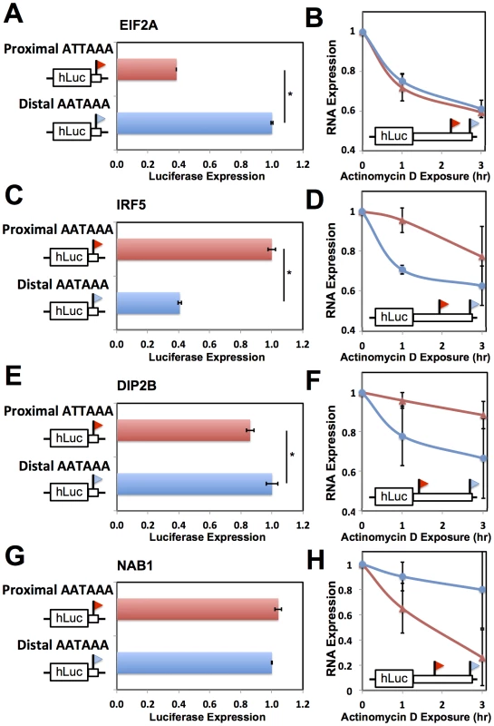 Effects of 3′ processing signals and transcript half-life on expression of short and long transcripts.