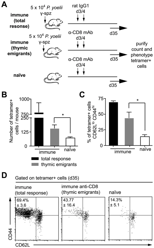 Persisting antigen primes naïve thymic emigrants.