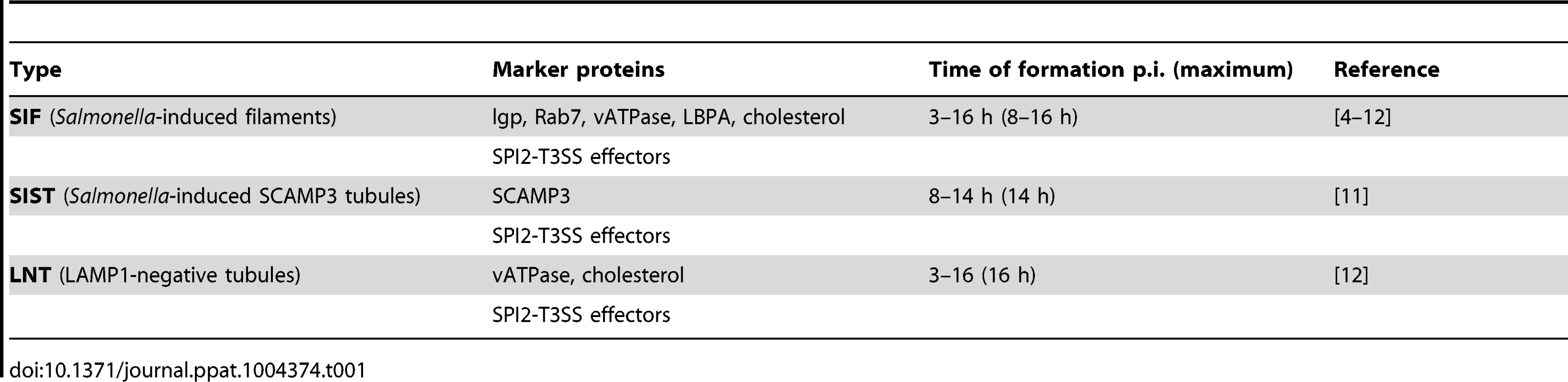 Features of <i>Salmonella</i>-induced tubules (SIT).