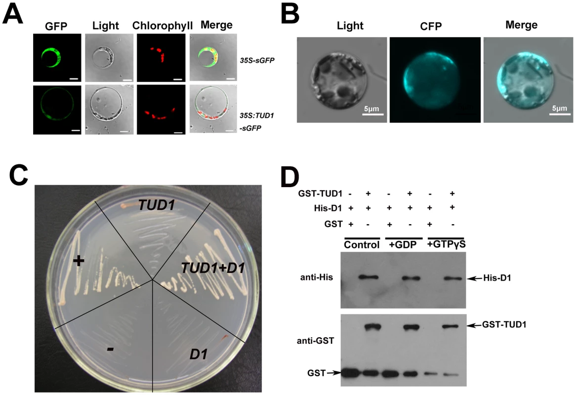 TUD1 is predominantly associated with the plasma membrane and physically interacts with D1.