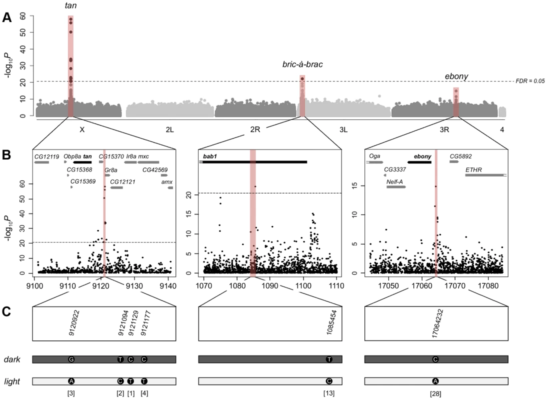 Genome-wide association study of female abdominal pigmentation.