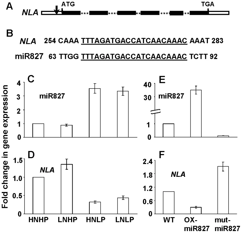 Regulation of <i>NLA</i> expression by miR827.