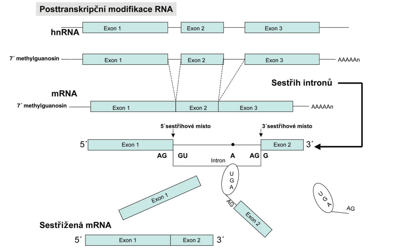 Souhrn procesů vedoucích od genu k proteinu. V eukaryontních buňkách vzniká transkripcí molekula primárního transkriptu, která obsahuje exonové i intronové sekvence. Oba její konce jsou modifikovány a introny vyštěpeny v enzymově katalyzovaném sestřihu. Výsledná mRNA je transportována z jádra do cytoplazmy, kde je překládána.