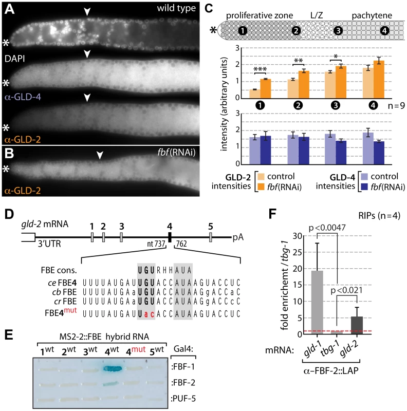 Differential GLD-4 and GLD-2 expression in the proliferative zone is FBF dependent.