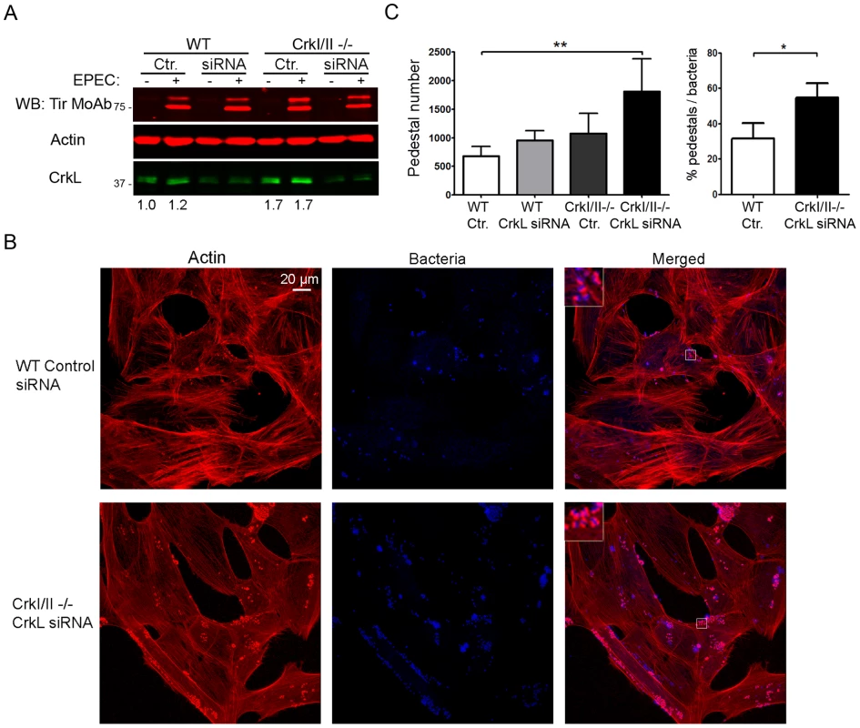 Down-regulation of CrkL expression by siRNA in CrkI/II-deficient MEFs potentiates pedestal formation.