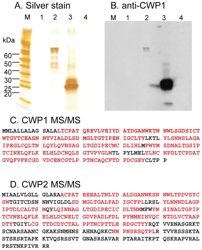 Binding of CWP1 and CWP2 to deproteinated fibrils of the GalNAc homopolymer.