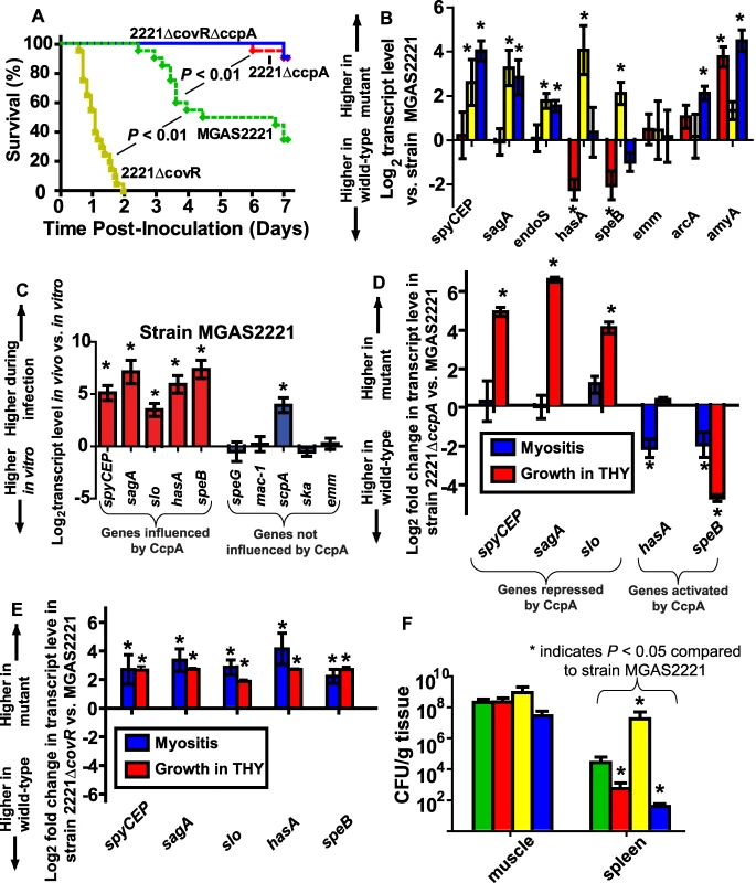 CcpA inactivation significantly decreases GAS virulence and affects GAS virulence gene expression during infection.