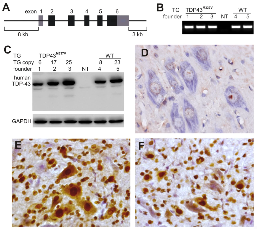 Postnatal death in transgenic founder rats constitutively expressing a mutant human <i>TDP</i> transgene.