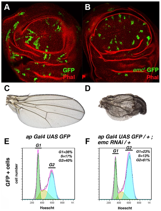The absence of <i>emc</i> delays cell cycle progression in the G2 phase.