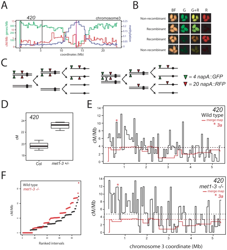 Elevated euchromatic recombination topology in wild type and <i>met1–3.</i>