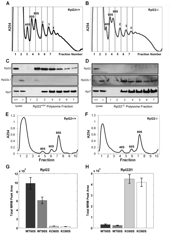 Both mouse Rpl22 and Rpl22l1 proteins can be incorporated into ribosomes.