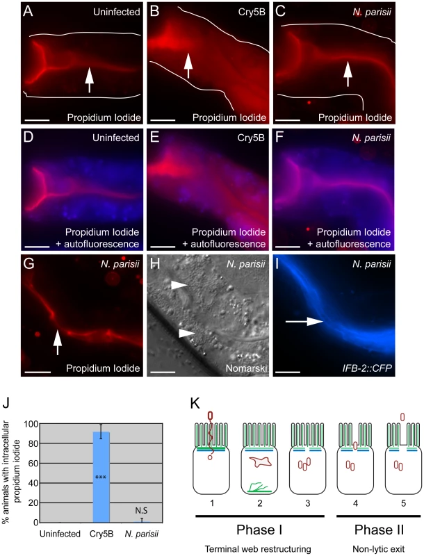 Animals infected with <i>N. parisii</i> spores do not take up the extracellular dye propidium iodide.