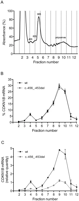 Polysome profiling of lymphoblastoid cells from the -456_-453delCCTT mutation carrier.