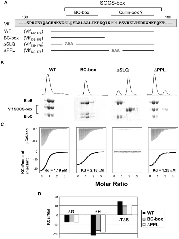 Biochemical analysis of the Vif-EloBC interaction.