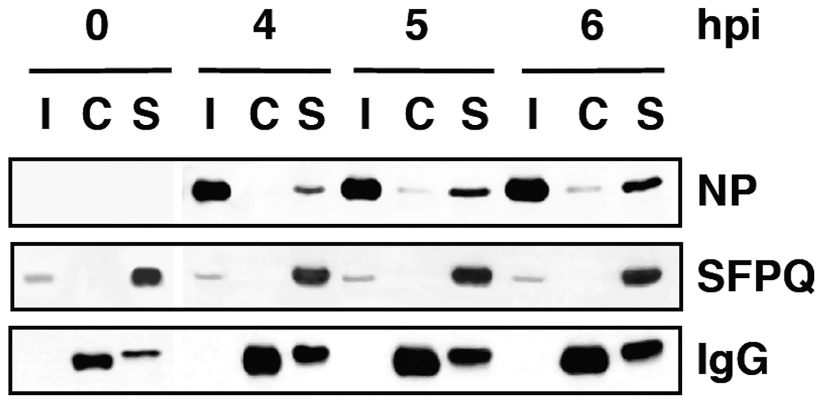 Association of viral ribonucleoproteins with SFPQ/PSF.