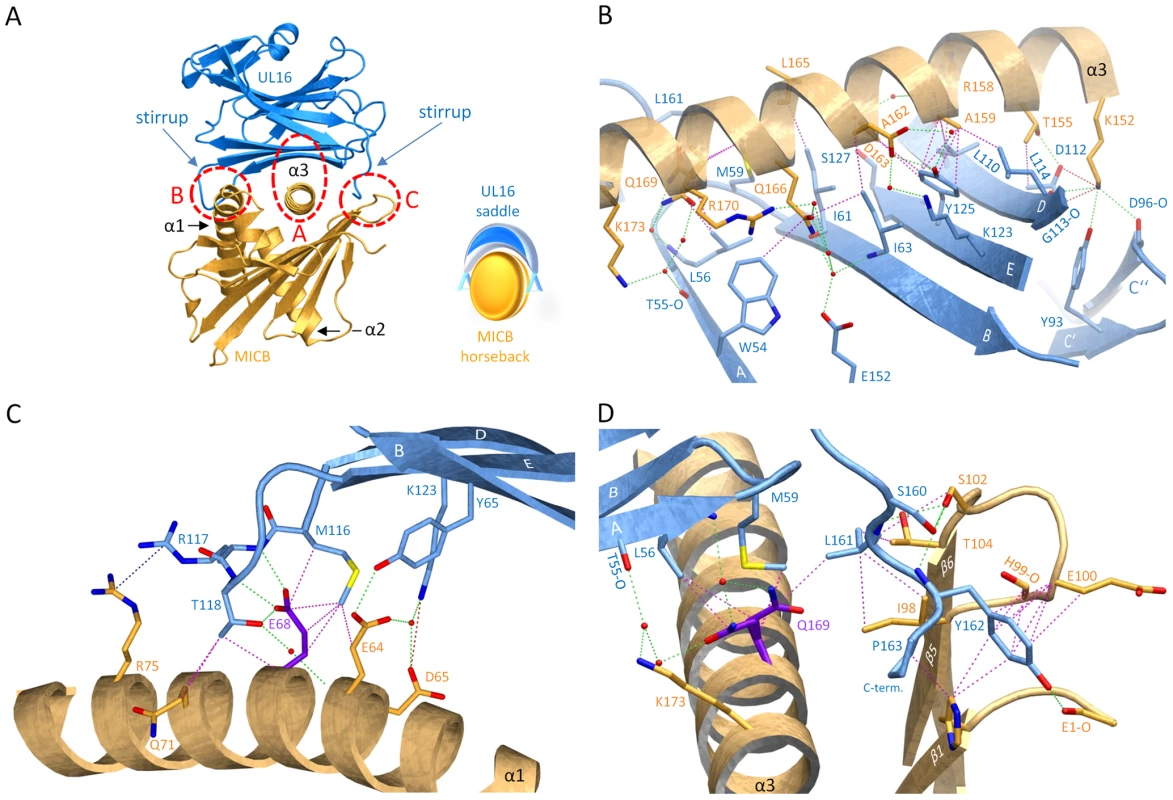 Interaction between UL16 and MICBpf.