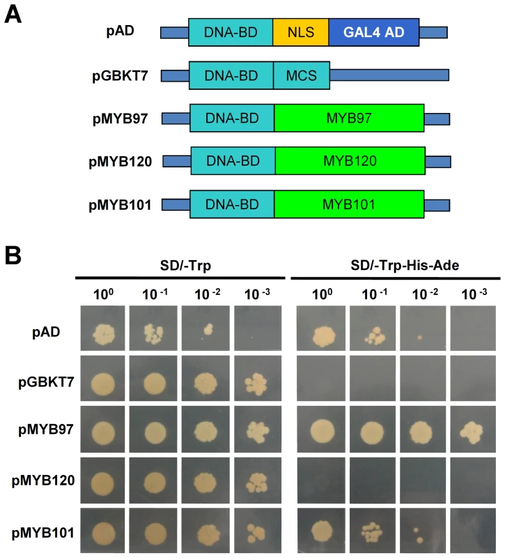 Transactivational activity assays.