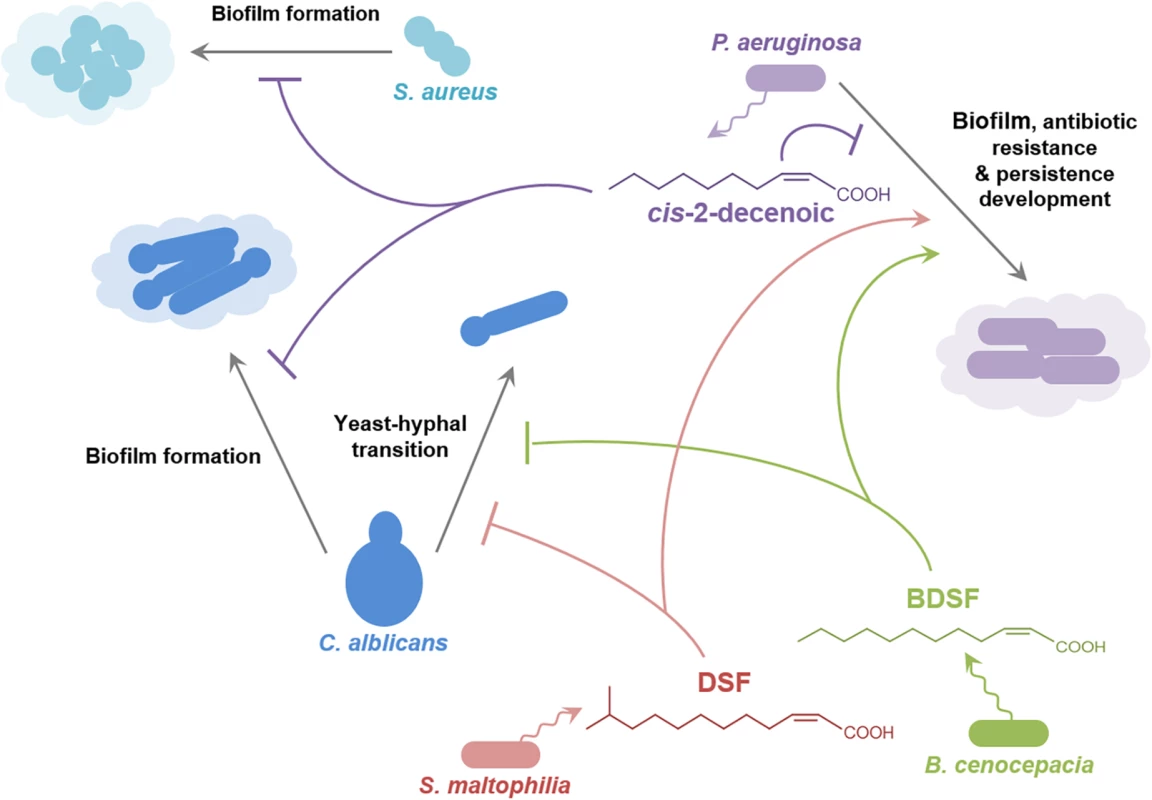 Signals of the DSF family in interspecies and inter-kingdom signaling.