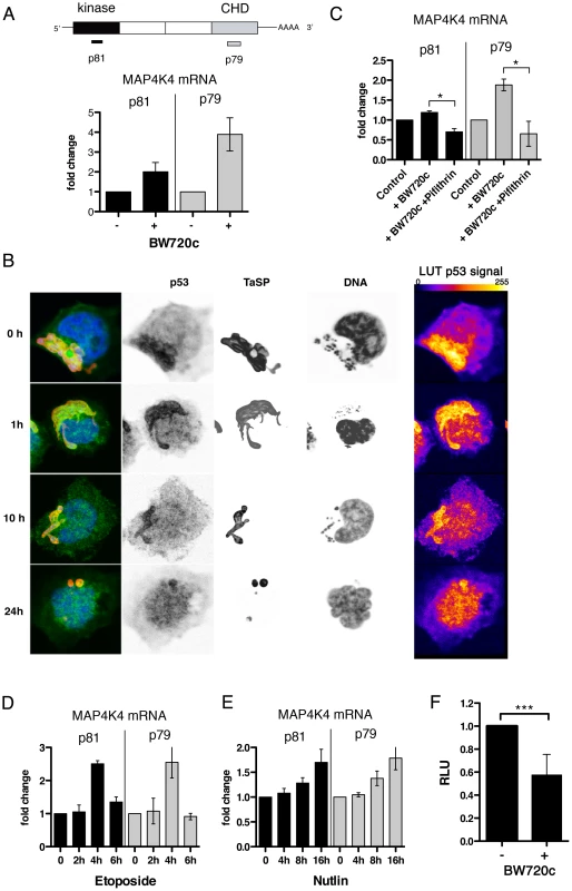 MAP4K4 mRNA expression level is parasite dependent.