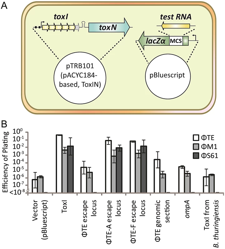 An excess of pseudo-ToxI inhibits abortive infection.