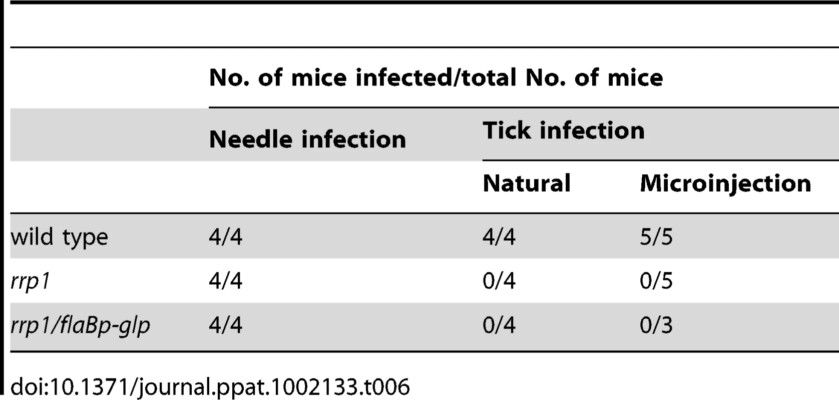 Mouse infectivity of the <i>rrp1</i> mutant with constitutive expression of <i>bb0240-bb0243.</i>