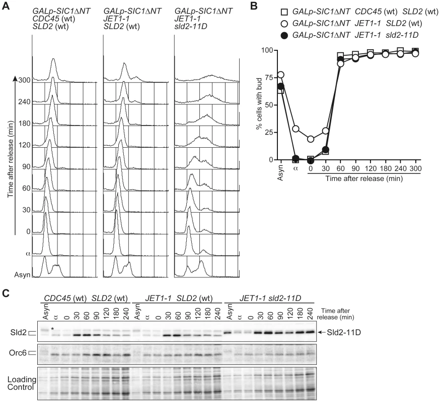 G1/S-level Sld2-11D can promote DNA replication.