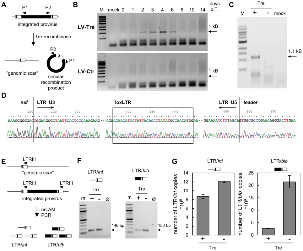 Tre-mediated provirus excision and determination of Tre efficacy.
