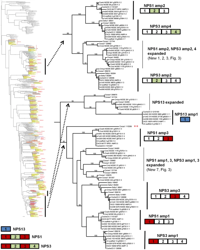 NPS1, NPS3, and NPS13 are examples of NRPS proteins encoded by highly recombinogenic and expanded <i>NPS</i> genes.
