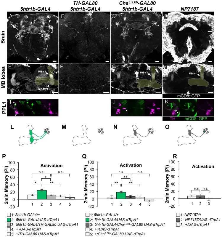 Memories induced by thermo-activation with <i>5htr1b-GAL4</i> and <i>NP7187</i>.
