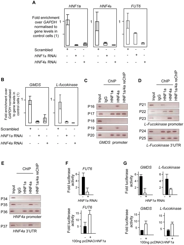 HNF1α is major regulator of fucose synthesis pathway genes.