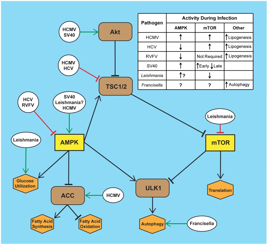 Infection by diverse pathogens impacts AMPK and mTOR signaling.