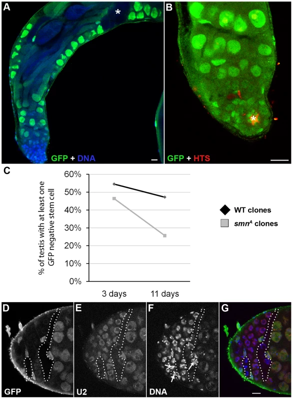 SMN is essential for the maintenance of male germline stem cells.