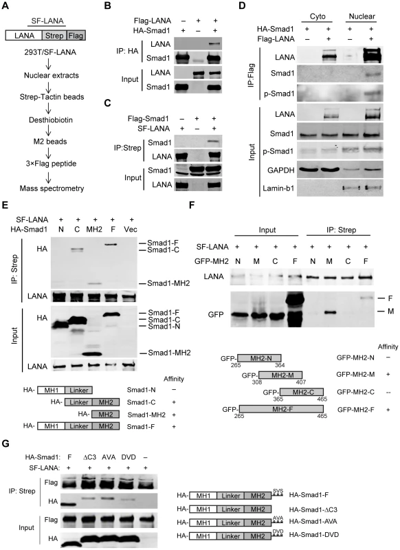LANA interacted with BMP-activated Smad1 in the nucleus.