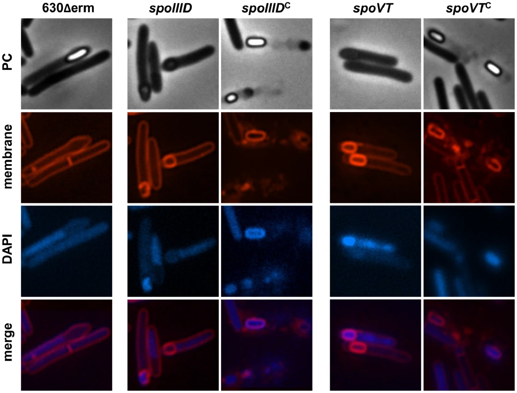Morphological characterization of the <i>spoIIID</i> and <i>spoVT</i> mutants.
