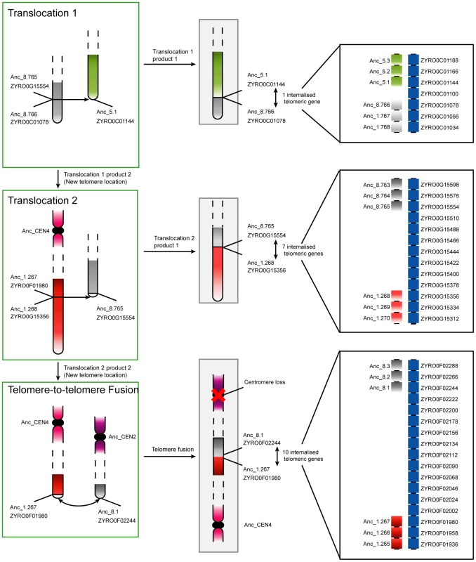 Progression of rearrangements and chromosome fusions leading to the loss of a centromere in <i>Z. rouxii</i>.