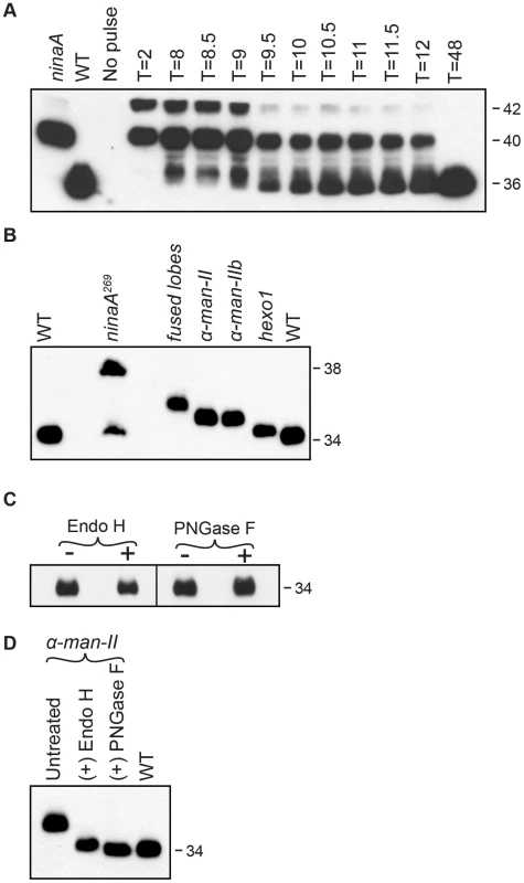Rh1 is deglycosylated in a step-wise fashion.