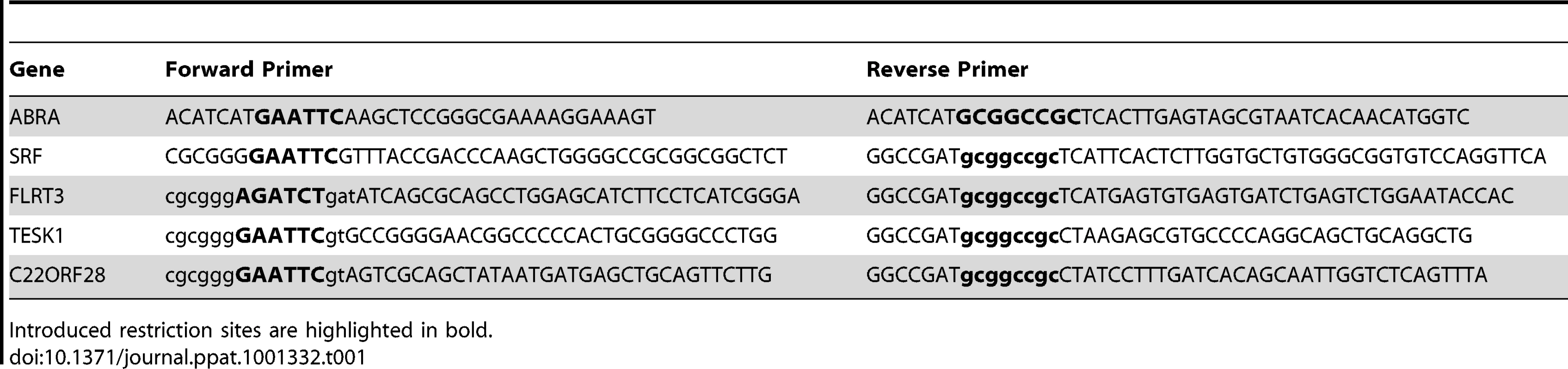 Cloning primers.
