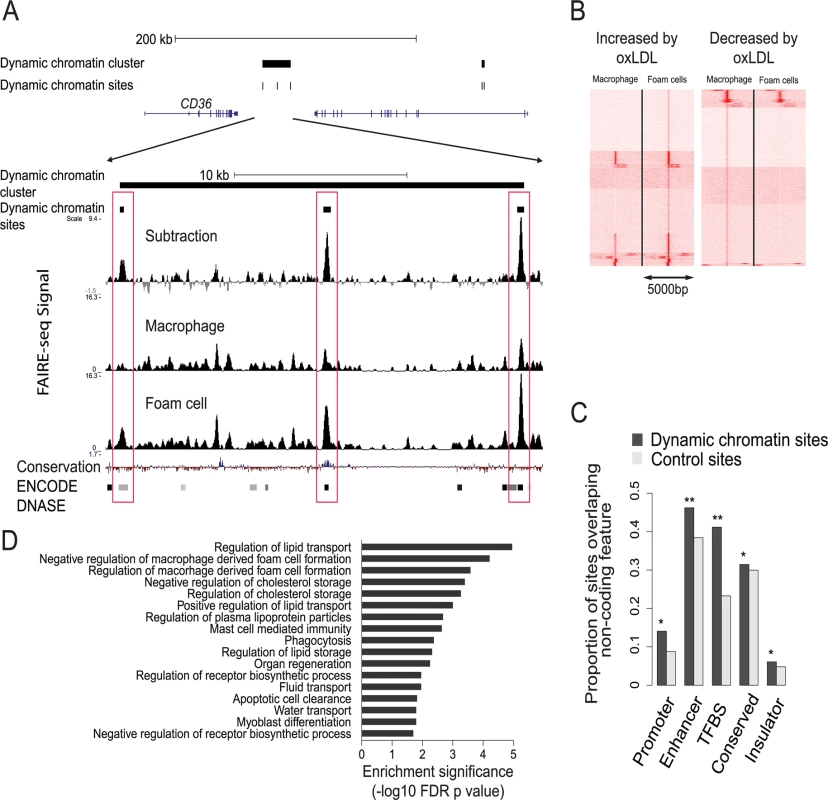 Characterization of the dynamic chromatin landscape resulting from oxLDL exposure.