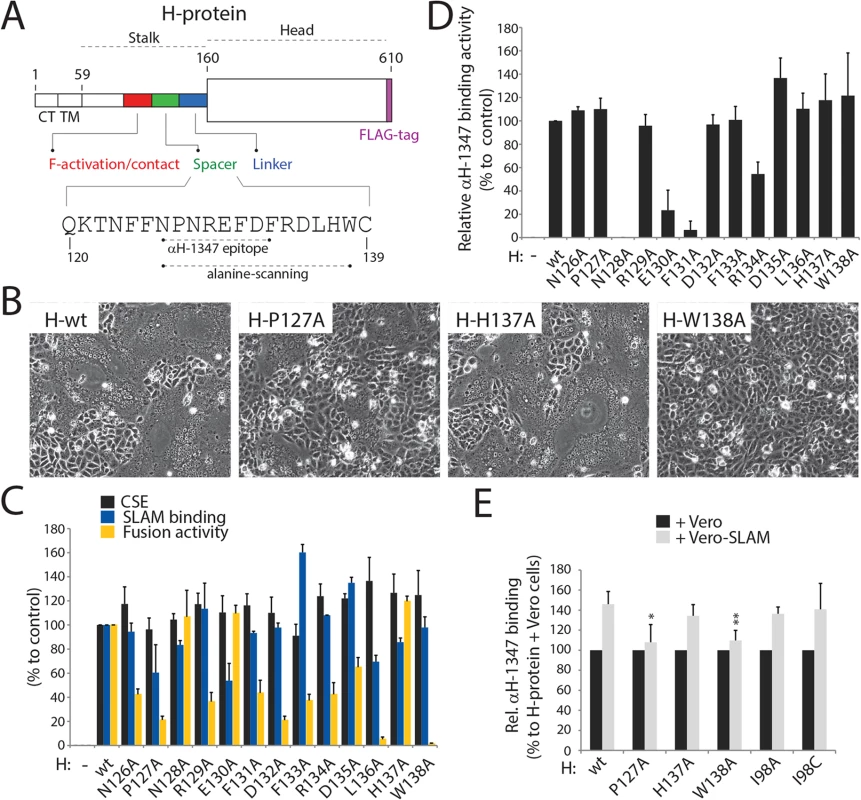 Most alanine H mutants spanning the “spacer” CDV H-stalk region are fusion-promotion impaired.