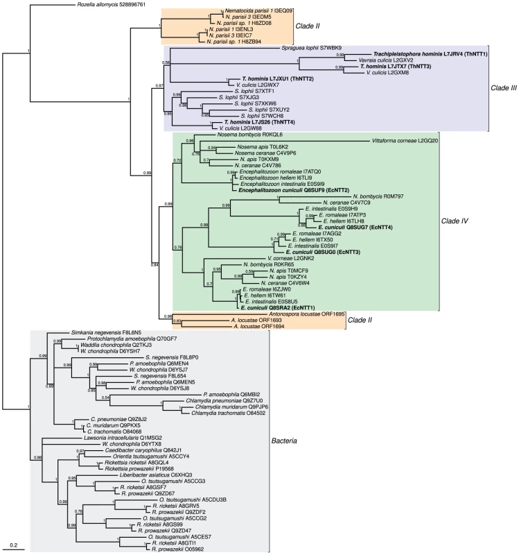 The evolution of microsporidian nucleotide transport proteins is characterized by an initial horizontal acquisition of a single gene followed by lineage-specific gene duplications.