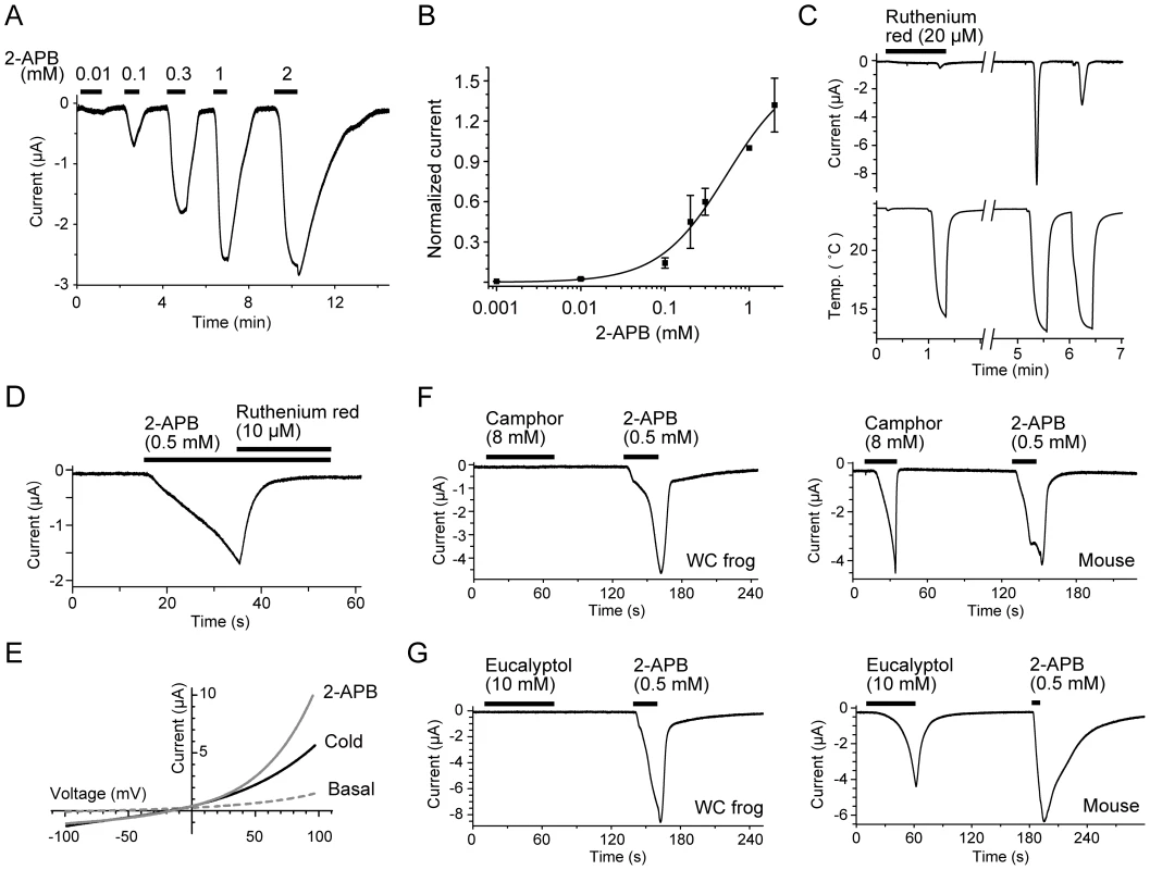 The activation and inhibition properties of the TRPV3 channel of the western clawed frog.