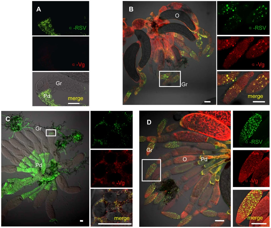 Colocalization of RSV and vitellogenin in <i>Laodelphax striatellus</i> ovaries.