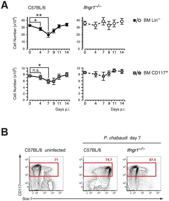 Contraction of lineage negative cell and Sca-1 upregulation in malaria are dependent on IFN-γ signaling.
