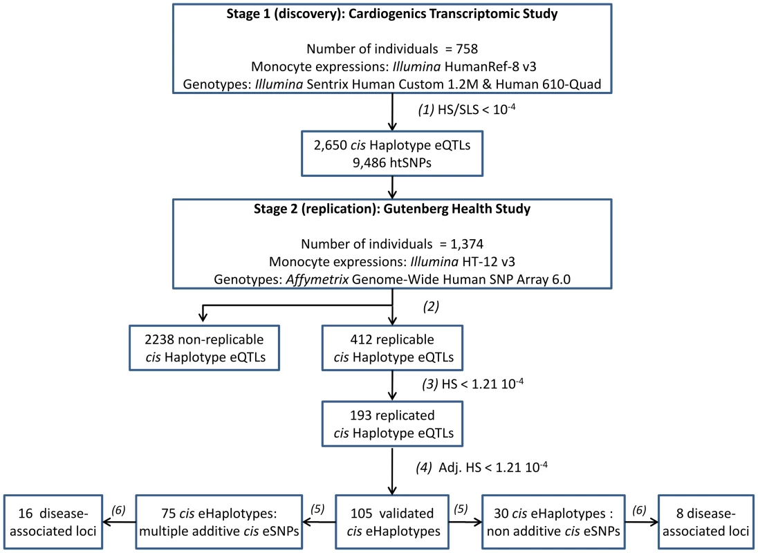 Main outlines of the research strategy for identifying <i>cis</i> haplotype effects.
