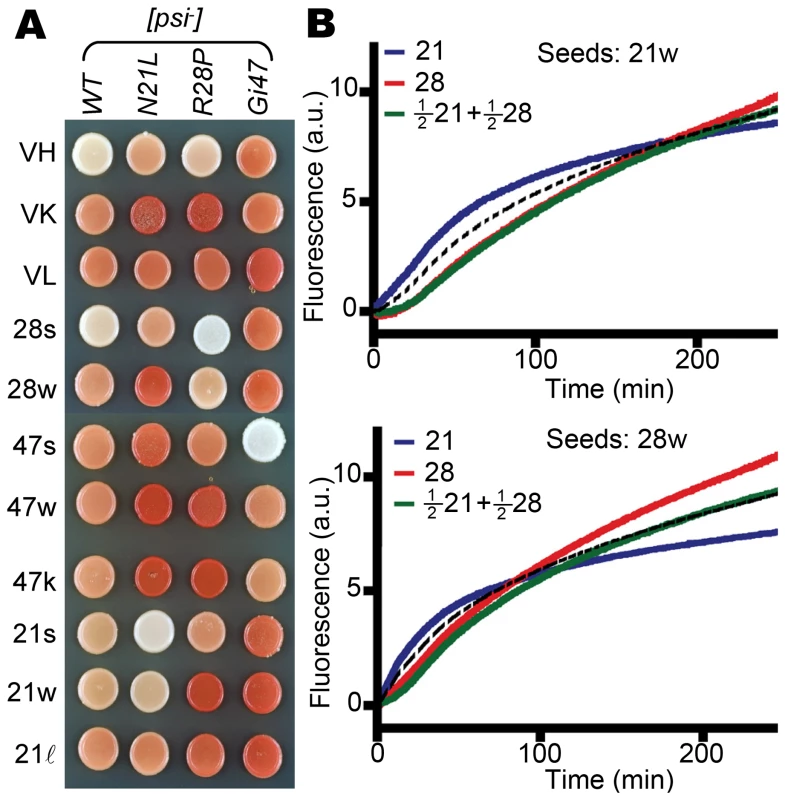 Distinct structures of [<i>PSI</i>] strains.