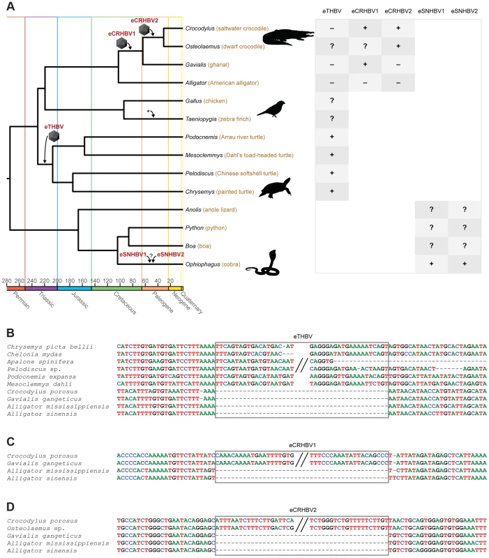 Non-avian hepatitis B paleovirus endogenization events.
