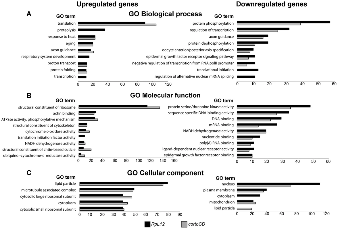 Ontology of genes deregulated in wing imaginal discs over-expressing <i>cortoCD</i> or <i>RpL12</i>.