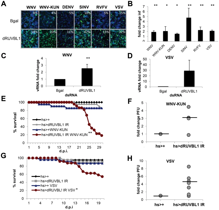 dRUVBL1 is a broadly antiviral gene.