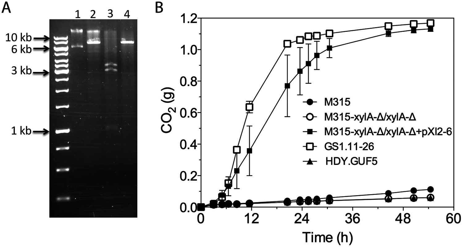 Restriction analysis and xylose fermentation conferring capacity of plasmid pXI2–6.