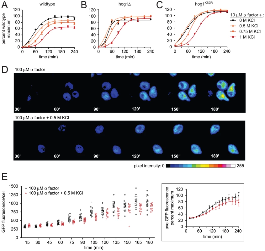 Hyperosmotic stress delays and dampens mating transcription.
